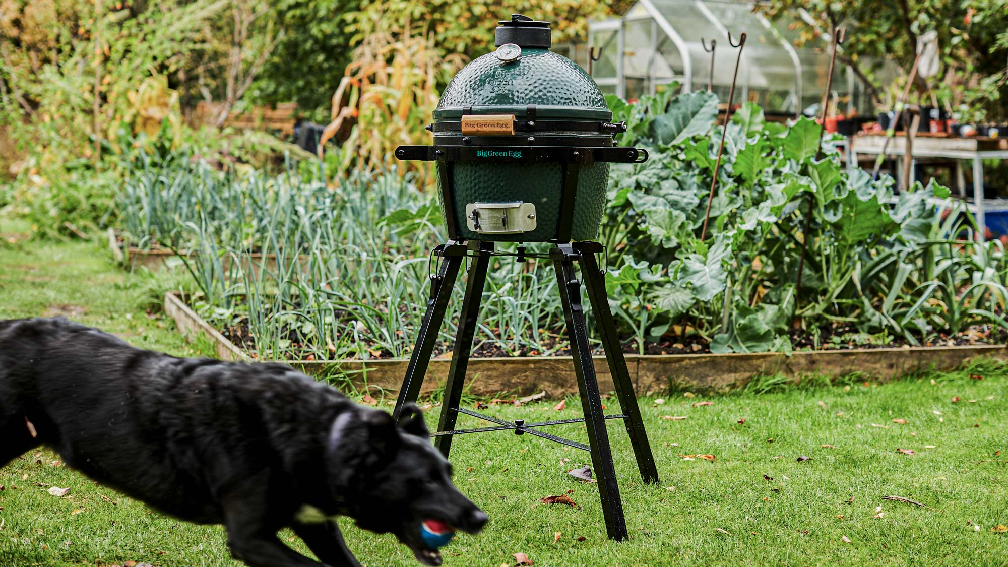 MiniMax Big Green Egg in a Foldable stand at the Allotment