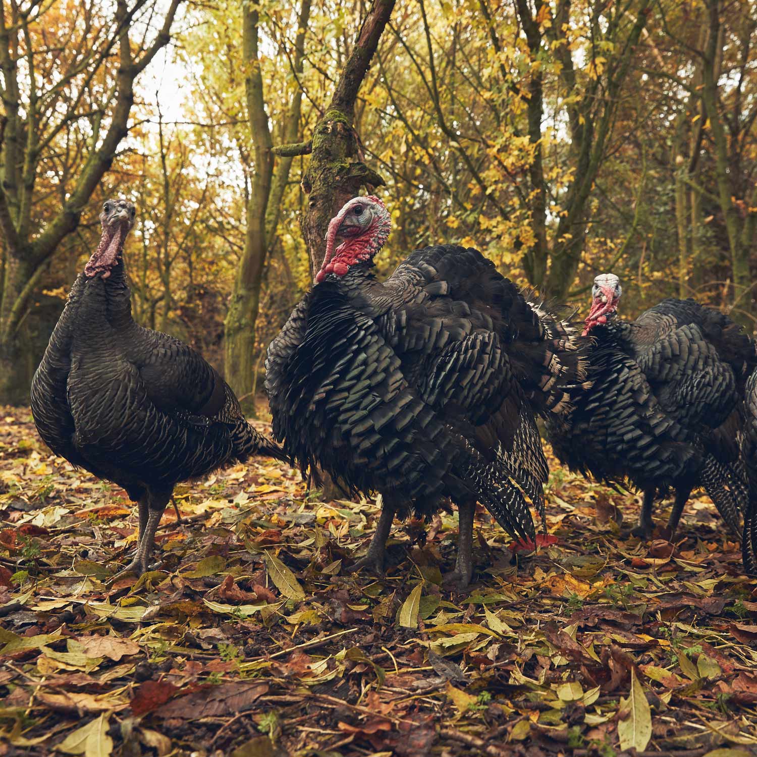 How to cook a turkey on the Rotisserie | Big Green Egg | Bronze Turkey