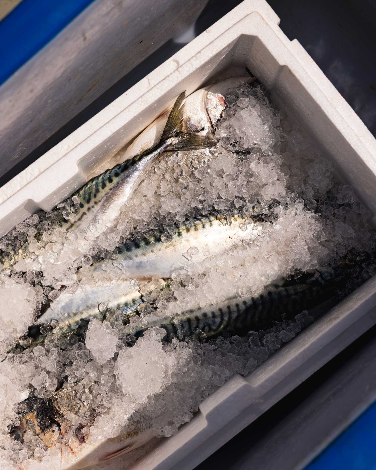 Phyl Corleone Mackerel